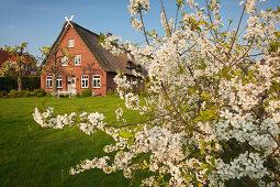 Blossoming trees in front of a farm house with thatched roof, Hofcafe Ottilie, near Mittelnkirchen, Altes Land, Lower Saxony, Germany
