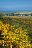 Ginster, Blick vom Dornbusch über den Bodden zur Insel Rügen, Insel Hiddensee, Ostsee, Mecklenburg-Vorpommern, Deutschland