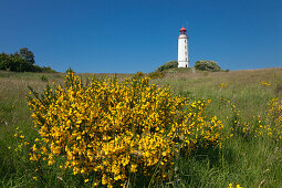 Ginster vor dem Leuchtturm auf dem Dornbusch, Insel Hiddensee, Nationalpark Vorpommersche Boddenlandschaft, Ostsee, Mecklenburg-Vorpommern, Deutschland