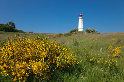 Gorse in front of the lighthouse at Dornbusch, Hiddensee island, National Park Vorpommersche Boddenlandschaft, Baltic Sea, Mecklenburg Western-Pomerania, Germany