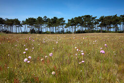Meadow and pine trees at the Gellen, towards the south of the island, Hiddensee island, National Park Vorpommersche Boddenlandschaft, Baltic Sea, Mecklenburg Western-Pomerania, Germany