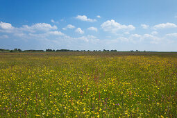 Flowers on a meadow, Hiddensee island, National Park Vorpommersche Boddenlandschaft, Baltic Sea, Mecklenburg Western-Pomerania, Germany