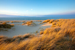Dunes at the beach, Ellenbogen peninsula, Sylt island, North Sea, North Friesland, Schleswig-Holstein, Germany