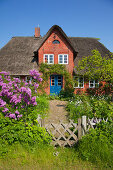 Common lilac in front of a frisian house with thatched roof, Nebel, Amrum island, North Sea, North Friesland, Schleswig-Holstein, Germany