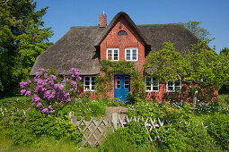 Blühender Flieder vor reetgedecktem Friesenhaus, Nebel, Insel Amrum, Nordsee, Nordfriesland, Schleswig-Holstein, Deutschland