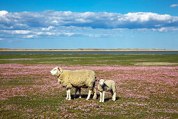 Sheep on a field of sea pinks, Ellenbogen peninsula, Sylt island, North Sea, North Friesland, Schleswig-Holstein, Germany