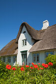 Poppies in front of a frisian house with thatched roof, Sylt island, North Sea, North Friesland, Schleswig-Holstein, Germany