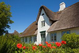 Mohnblumen vor reetgedecktem Friesenhaus, Keitum, Insel Sylt, Nordsee, Nordfriesland, Schleswig-Holstein, Deutschland