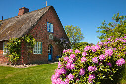 Rhododendron in front of a frisian house, Keitum, Sylt island, North Sea, North Friesland, Schleswig-Holstein, Germany