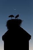 Storks on the ramparts of the Royal Palace, Marrakech, Morocco