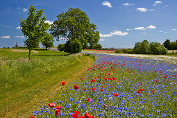 Kornblumen und Klatschmohn am Weg bei Lassan, Mecklenburg-Vorpommern, Deutschland