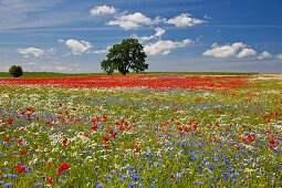 Cornflowers, poppies and daisies in a field near Lassan, Mecklenburg Western Pommerania, Germany