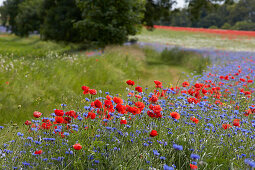 Kornblumen und Klatschmohn am Weg bei Lassan, Mecklenburg-Vorpommern, Deutschland