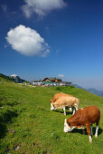 Cattle grazing on an Alpine meadow in front of Steinlingalm, Kampenwand, Chiemgau Alps, Chiemgau, Upper Bavaria, Bavaria, Germany