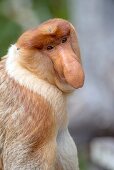Male proboscis monkey has a pendulous nose that covers the mouth, said to be sexually attractive to females possibly because it enhances vocalisations  Like any dominant male must be constantly on the lookout for challenges from younger males in the bache