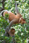 Dominant male proboscis monkey has a pendulous nose that covers the mouth, said to be sexually attractive to females possibly because it enhances vocalisations  Like any dominant male must be constantly on the lookout for challenges from younger males in 