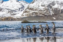 Adult king penguins Aptenodytes patagonicus returning to the sea from the nesting and breeding colony at Gold Harbour, on South Georgia Island, South Atlantic Ocean