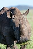 White rhinoceros or square-lipped rhinoceros Ceratotherium simum  Africa, East Africa, Kenya, November