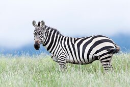 Plains zebra (Equus quagga) also called common zebra or Burchell's zebra, subspecies E. q. boehmi (Grant's zebra) in Kenya, Lewa Game Reserve. Africa, East Africa, Kenya, November