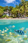 Thailand - underwater sea view of small fish at Ko Samet Island, Thailand, Asia