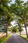 Allee auf der Insel Rügen, Mecklenburg-Vorpommern, Norddeutschland, Deutschland