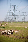 Schafherde weidet unter Strommasten, England, Großbritannien