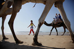 Dromedary riding at beach of Essaouira, Morocco