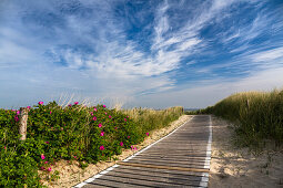 Boardwalk in the dunes to the beach with wild roses, Langeoog Island, North Sea, East Frisian Islands, East Frisia, Lower Saxony, Germany, Europe