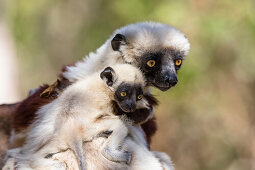 Coquerelsifaka mit Baby, Propithecus coquereli, Ampijoroa Reservat, Madagaskar, Afrika