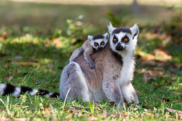 Katta mit Baby, Lemur catta, Nahampoana Reservat, Süd-Madagaskar, Afrika