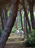 Bulls at Monti dell Uccellina, Grosseto, South Tuscany, Tuscany, Italy