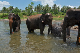 Elephants taking a bath in the river at Pinawela Elephant Orphanage, West of Kandy, Sri Lanka