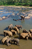 Elephants bathing in the river at Pinawela Elephant Orphanage, 40km to the West of Kandy, Sri Lanka, South Asia