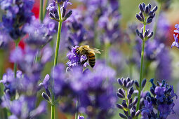Honigbiene an Lavendelblüte, Freiburg im Breisgau, Schwarzwald, Baden-Württemberg, Deutschland