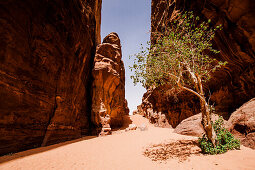 Laubbaum in einer Felsenschlucht, Wadi Rum, Jordanien, Naher Osten