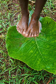 Mädchen steht barfuß auf großem Blatt auf nassem Untergrund, Niki Niki, Dorf der Atoin Meto Urbevölkerung, West Timor, Östliche Kleine Sundainseln, Indonesien