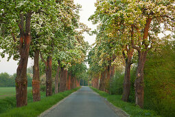 Alley of pear trees, Muensterland area, North Rhine-Westphalia, Germany