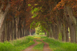 Maple alley near Perleberg, Prignitz area, Brandenburg, Germany