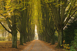 Hornbeam alley, Dortmund, North Rhine-Westphalia, Germany