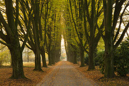 Hornbeam alley, Dortmund, North Rhine-Westphalia, Germany