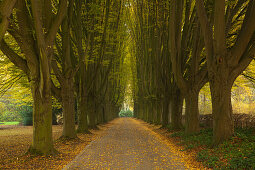 Hornbeam alley, Dortmund, North Rhine-Westphalia, Germany