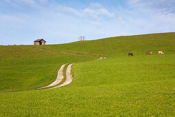 Path over a field with grazing cattle, Allgaeu, Bavaria, Germany
