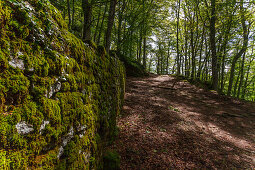 Weg durch den Wald auf Monte Penna, bei La Verna, Franziskanerkloster, Franziskus von Assisi, Via Francigena di San Francesco, Franziskusweg, bei Chiusi della Verna, Provinz Arezzo, Toskana, Italien, Europa