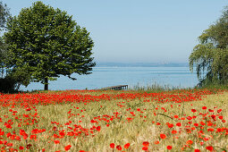 Mohnblüte, Mohnfeld mit Bäume am Seeufer bei San Feliciano, Lago Trasimeno, Trasimenischer See, Provinz Perugia, Umbrien, Italien, Europa