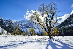 Verschneite Ahornbäume mit Karwendel im Hintergrund, Großer Ahornboden, Eng, Naturpark Karwendel, Karwendel, Tirol, Österreich