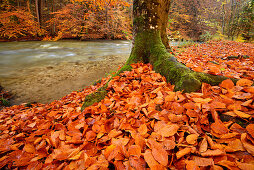 Beech trees in autumn colours in valley of Wuerm, valley of Wuerm, Starnberg, Upper Bavaria, Bavaria, Germany