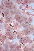 Flowering cherry, Prunus Accolade, Germany, Europe