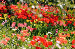 Tulpenblüte im Hermannshof Weinheim, Baden-Württemberg, Deutschland, Europa