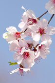 flowering almond, Prunus dulcis, Germany, Europe