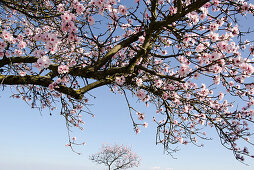 Almond trees in blossom near Bockenheim, Weinstrasse, Rhineland-Palatinate, Germany, Europe